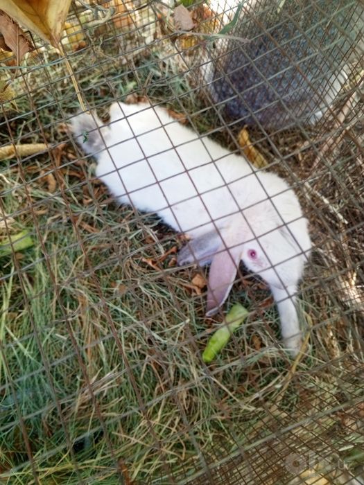Velikan paroda kliosi 50 mingʻ