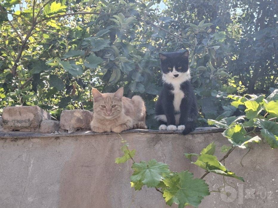 Бесплатно пышыклар бар.
