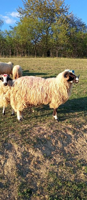 Vând un noatine breaz din oi foarte bune de lapte