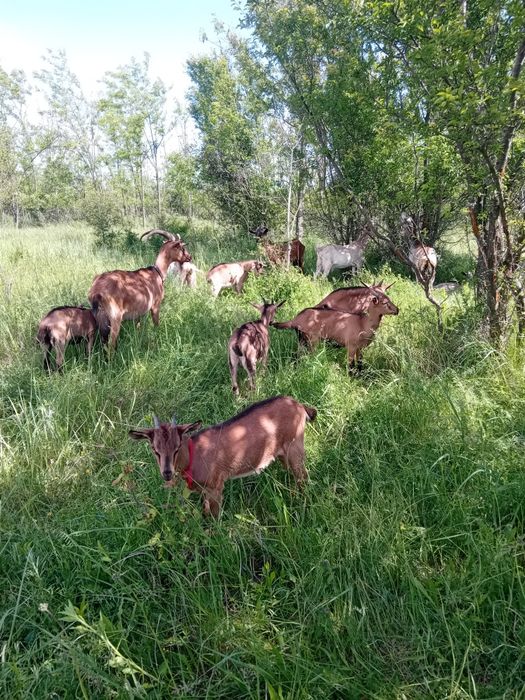 Vând iezi alpine francez