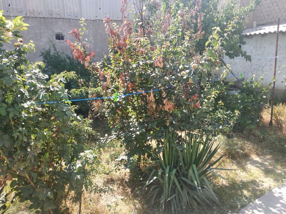 Hovli 3 xonali Bog’ishamol tomonda