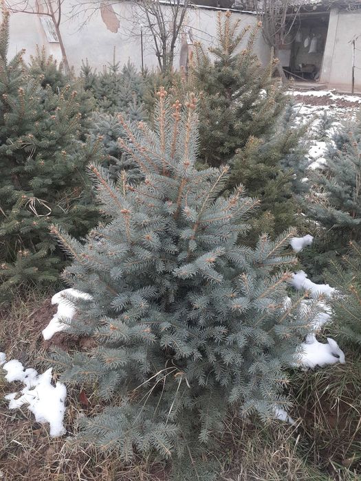 Голубая ель сотилади арзон. 500мингдан-1.5млнгача