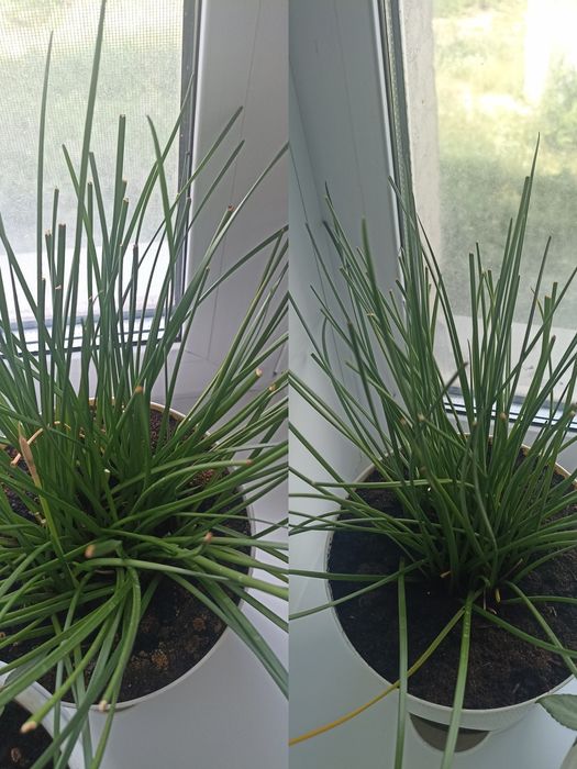 Продам комнатные цветы