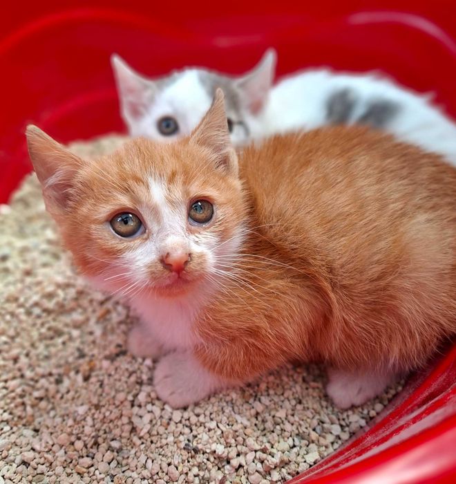 Adoptie pui de pisica roscat Sofronel