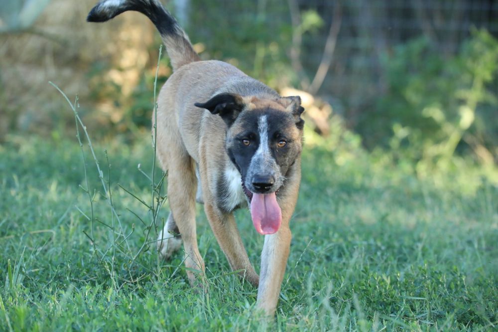 Abby, catelusa spre adoptie