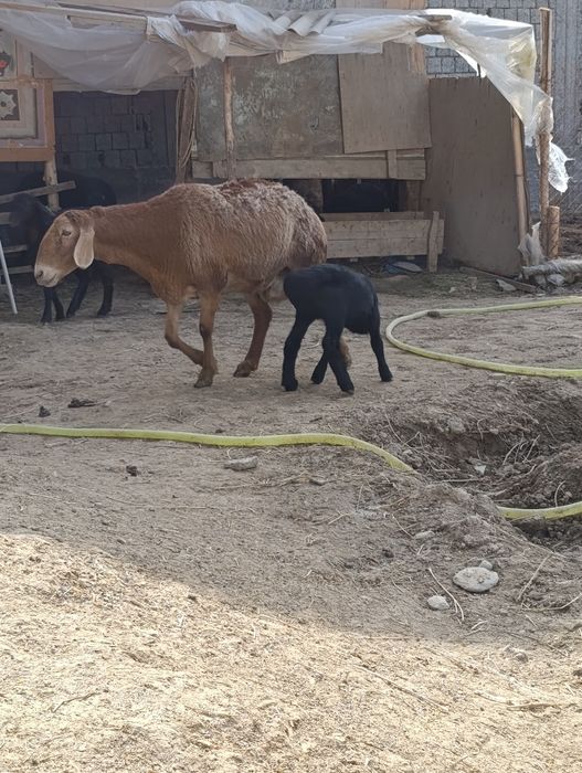 Арашанг она бола куй