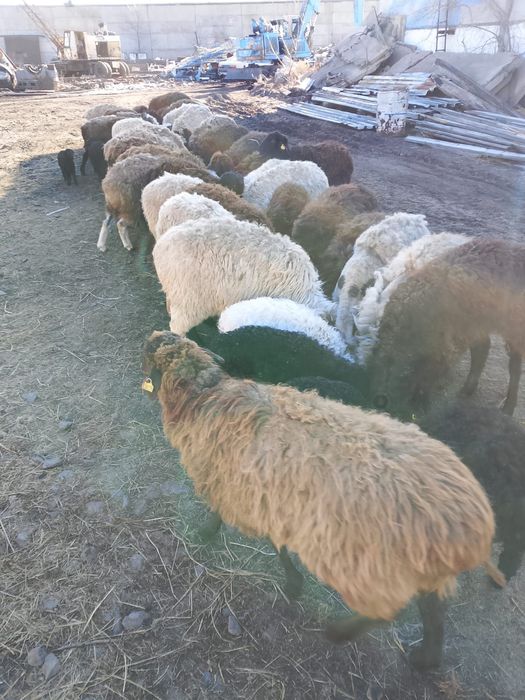 Продам овец с ягнятами