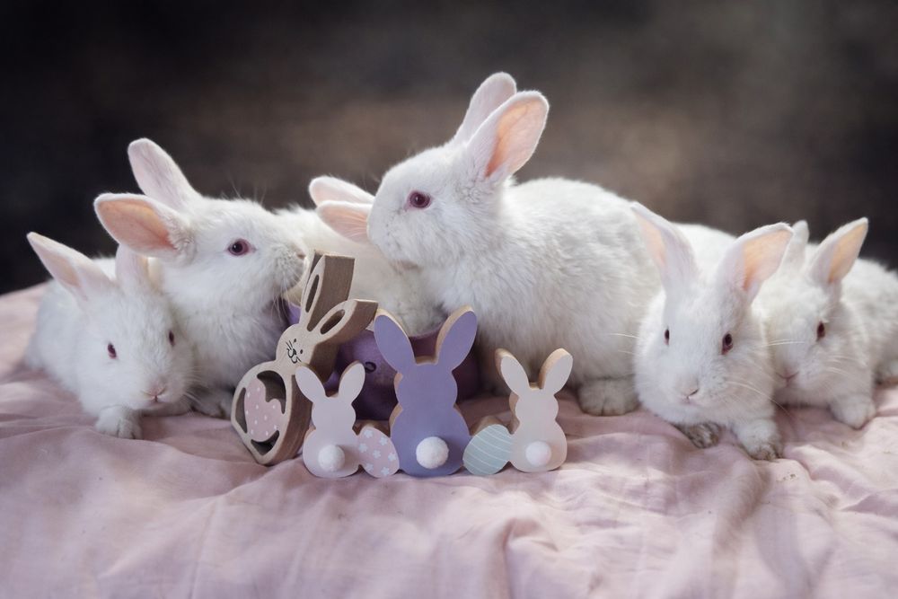 Iepuri din rasa hycole francez