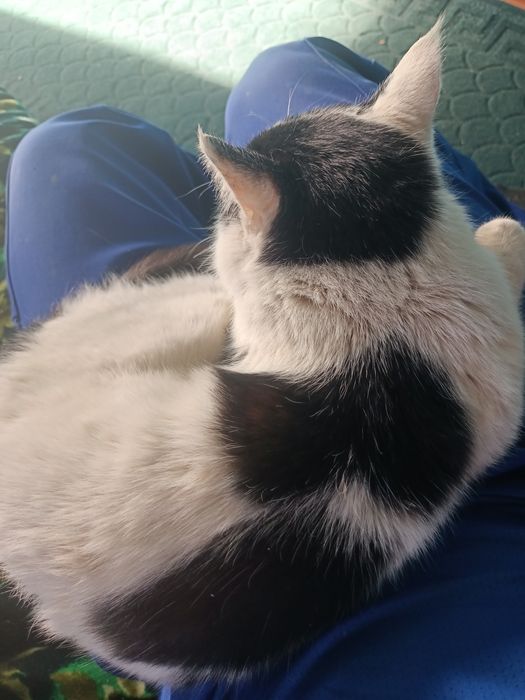 Mushuk sotiladi. 50000