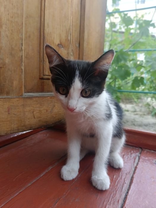 Кошка мышелов умная