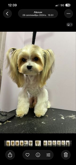 Biewer yorkie / Бивър