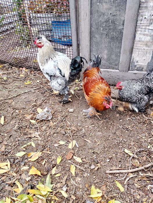 Продам петухов домашних