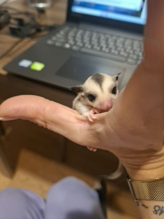 Летящи захарни катерички момче и момиче