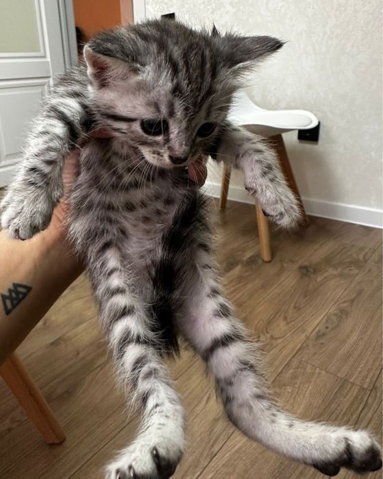 Отдадим котят в добрые руки