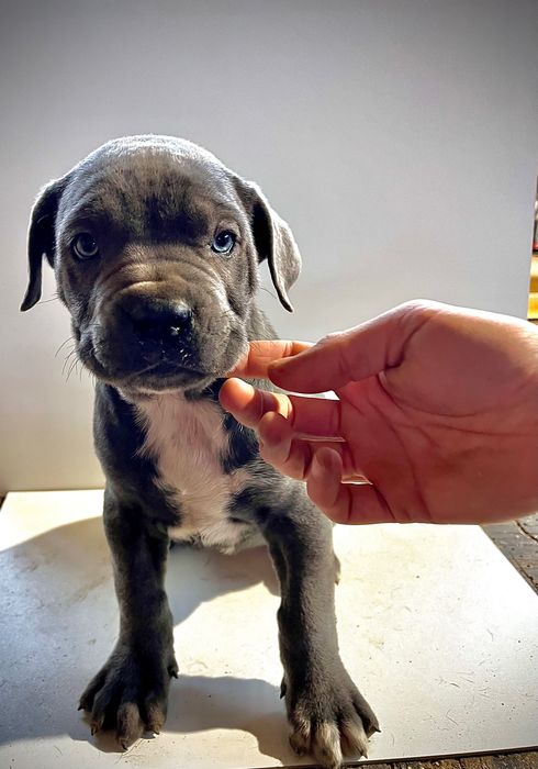 Продавам бебета Кане Корсо