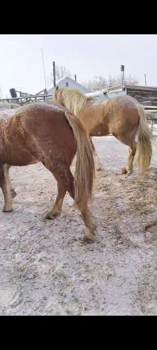 Продаются тяжеловозные кобылы 9 голов.