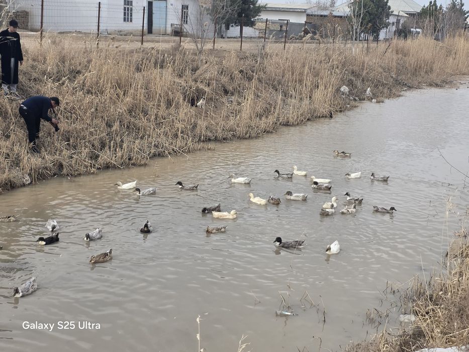 Урдак сотилади эркак ургочи аралаш