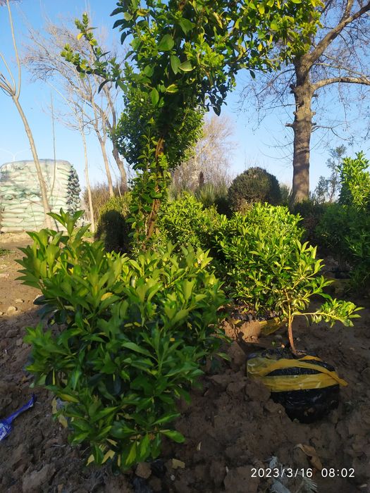 Birsklet bor sotiladi yunsoboya  va shamshotlat va boshqa kochatlar