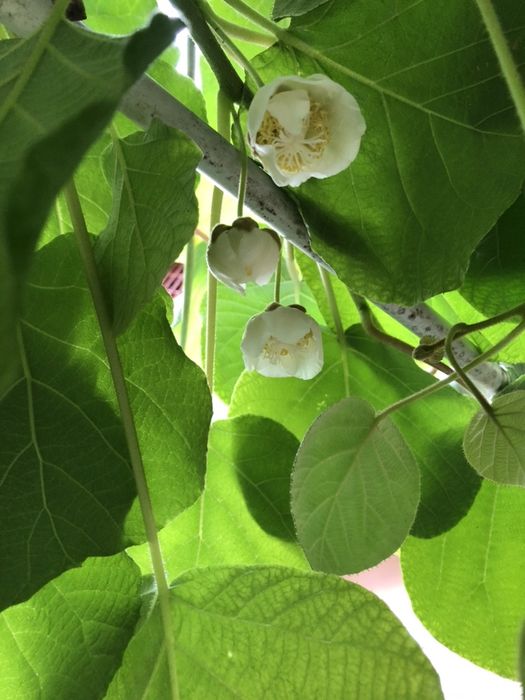 Продава се Къща в Хасково, Възраждане - 340 кв.м за 308 €/кв.м - Снимка #12