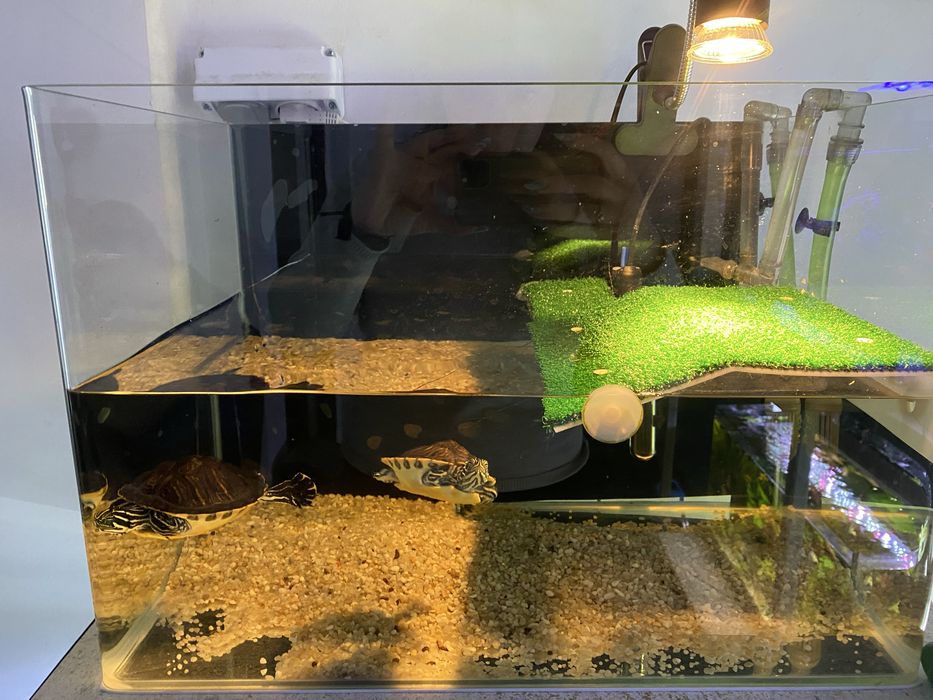 Pesti sanitari si plante de acvariu