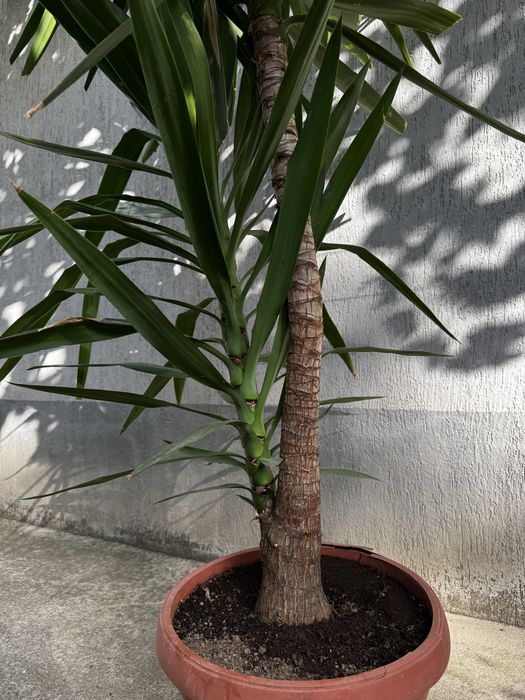 Палми Юка в саксия