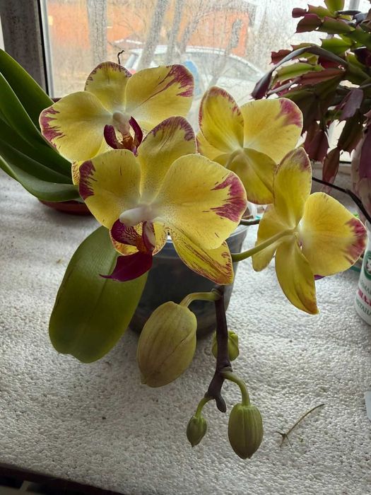 Продам орхидеи сортовые