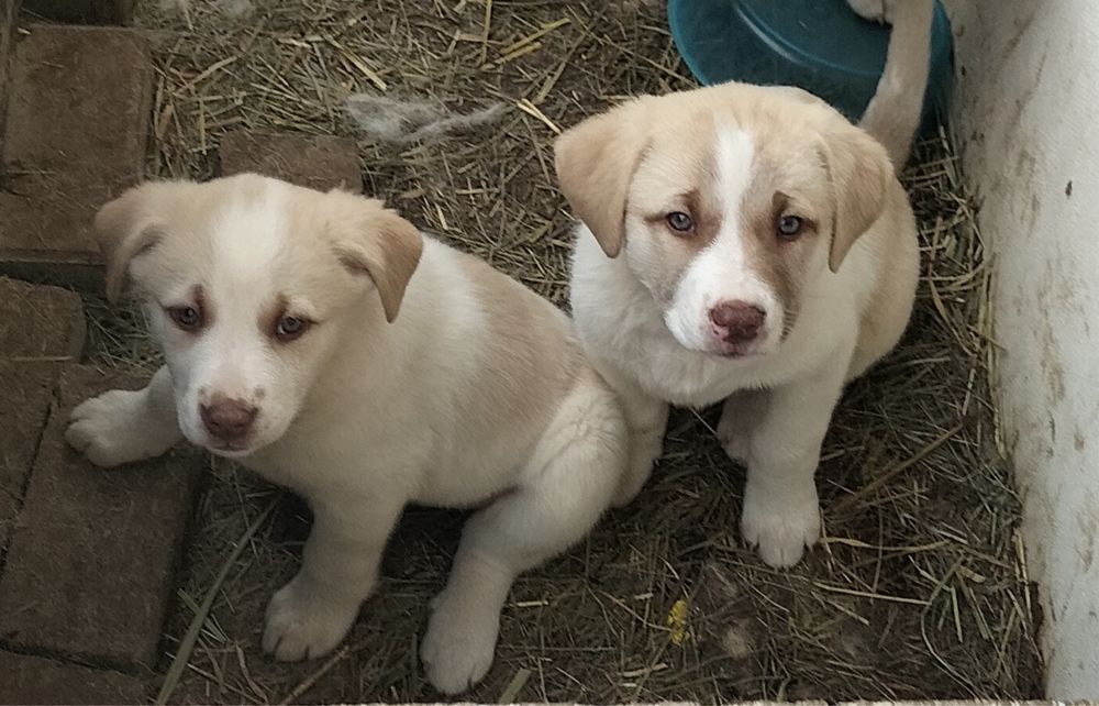 Pui de metis Kangal, femela