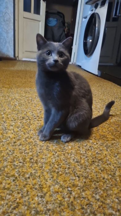 Мушук сотилади, эркак 2 ёшда , латокка урганган , акилли