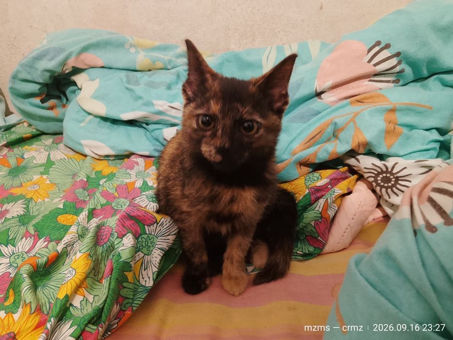 котенок, девочка
