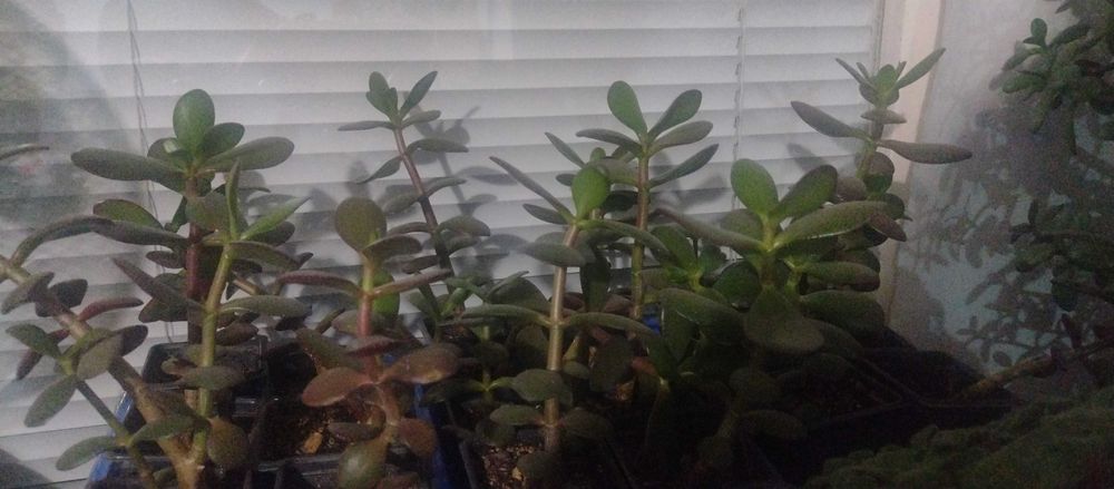 Дървото на парите (Красила)