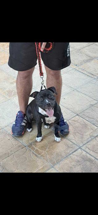 Домашни любимци  - Американски Стаф малки кученца паленца