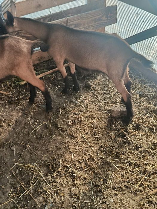 Tapisori alpin francez