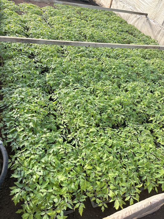 Roșii Prekos și Paris pentru plantat.