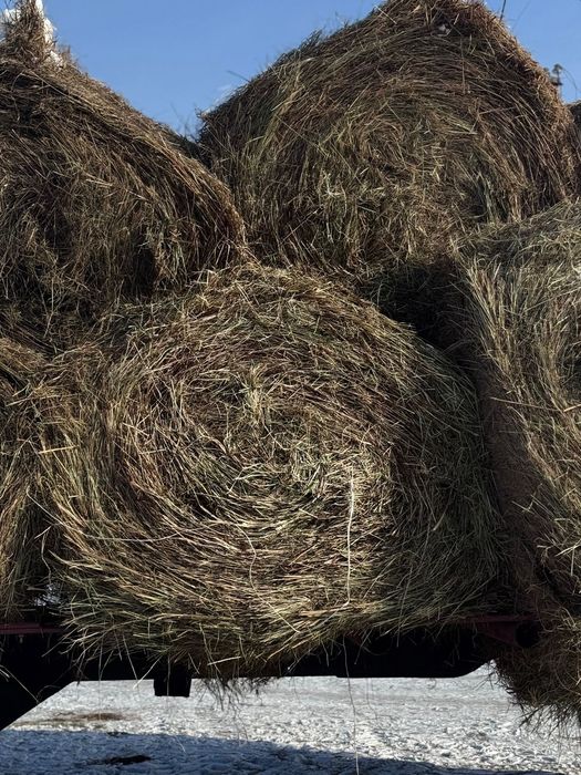 Сено зелёнка луговая. 300кг