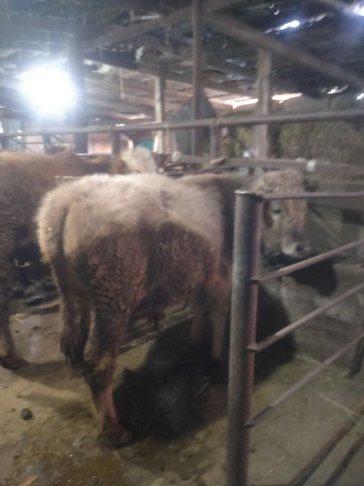 Продам бычков ..