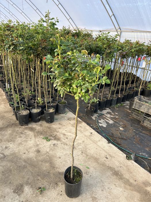 Trandafir copac la ghiveci