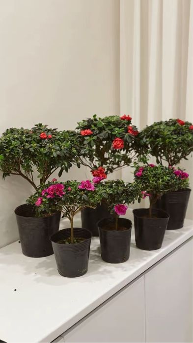 Хит Цветы Азалия