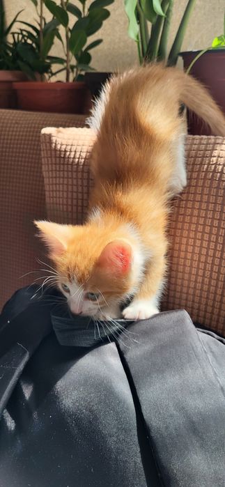 Домашний котёнок девочка (қыз бала мысык)