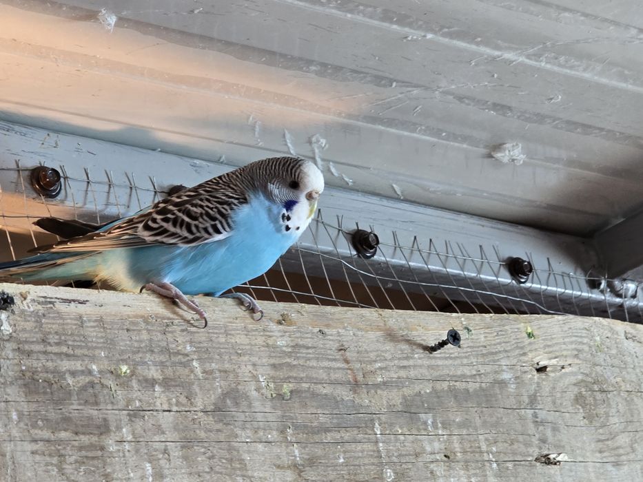 Papagali perusi en-gros