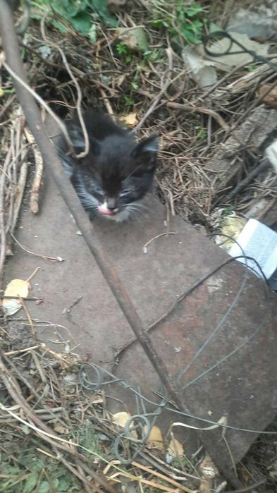 Котята 1,5 месяца  в добрые руки