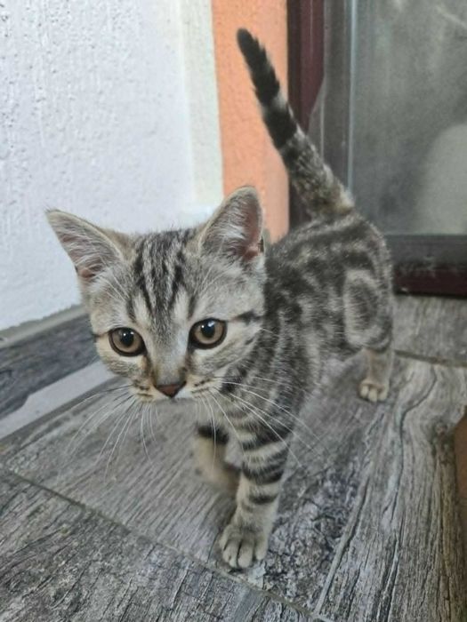 Британски котета