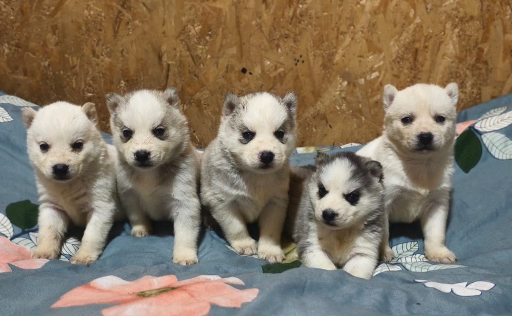 Сибирский хаски щенки