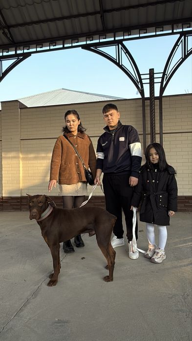 Доберман собака 8,9 месяц.