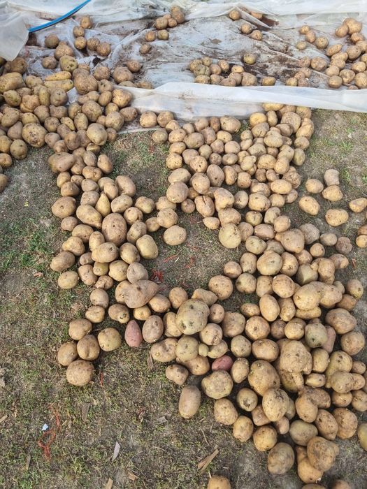 Картошка на посадку