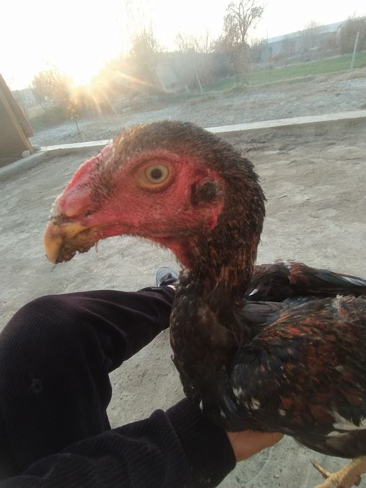 Ассалому алейкум куланги хуроз сотилади зоти карис