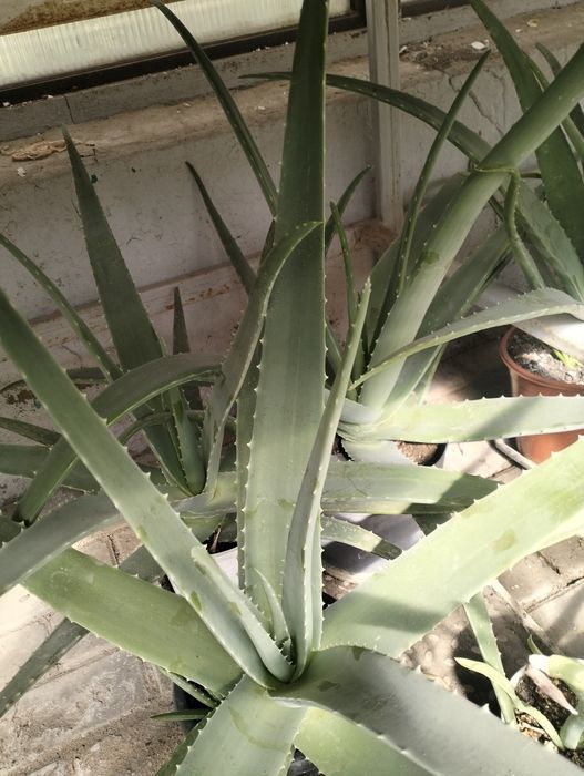 Продам Алоэ для лечения