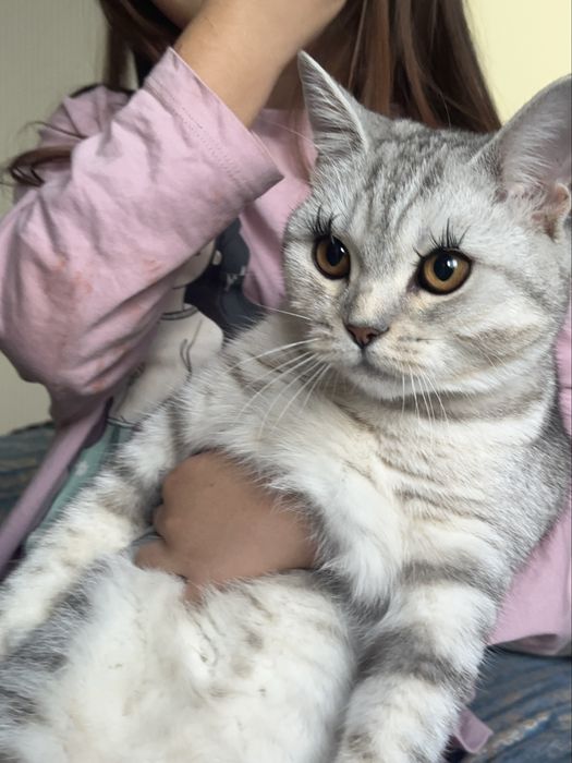 Отдам Шотландскую кошку