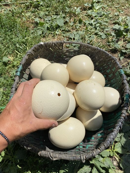 Coji de ouă de struț pentru încondeiat , mari și rezistente