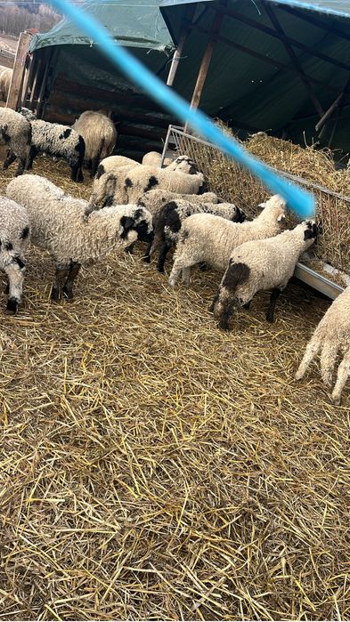 Miei de paste de vanzare