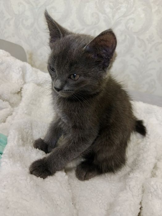 Отдам котят в хорошие руки